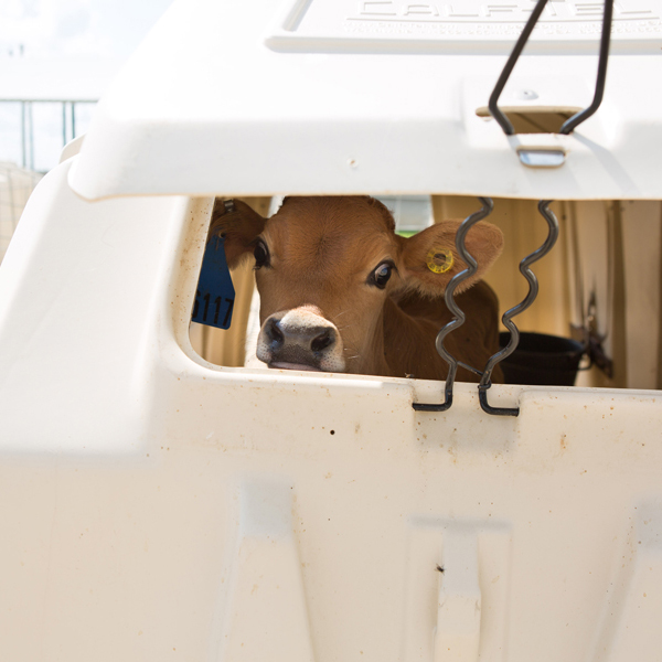 Calf-tel Hutch with calf looking through the window