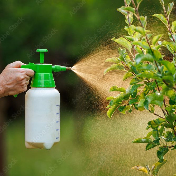 Hand spraying plant with chemicals