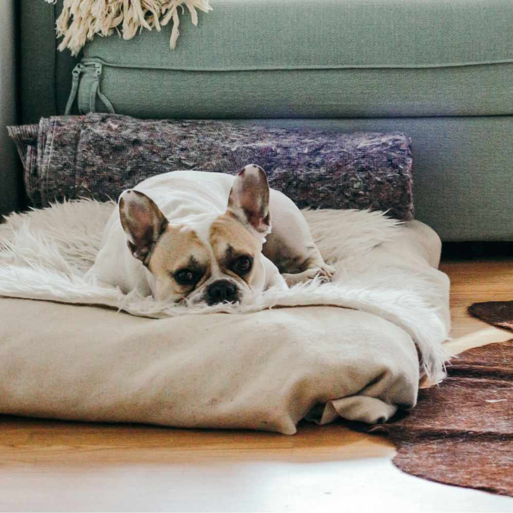 Photo of a dog laying in its pet bed by Brina Blum on Unsplash