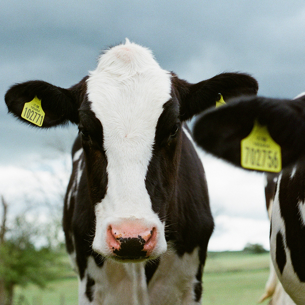 Photo of healthy cows by Jakob Cotton on Unsplash