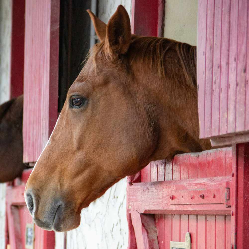 Photo of horse with head out of stall window