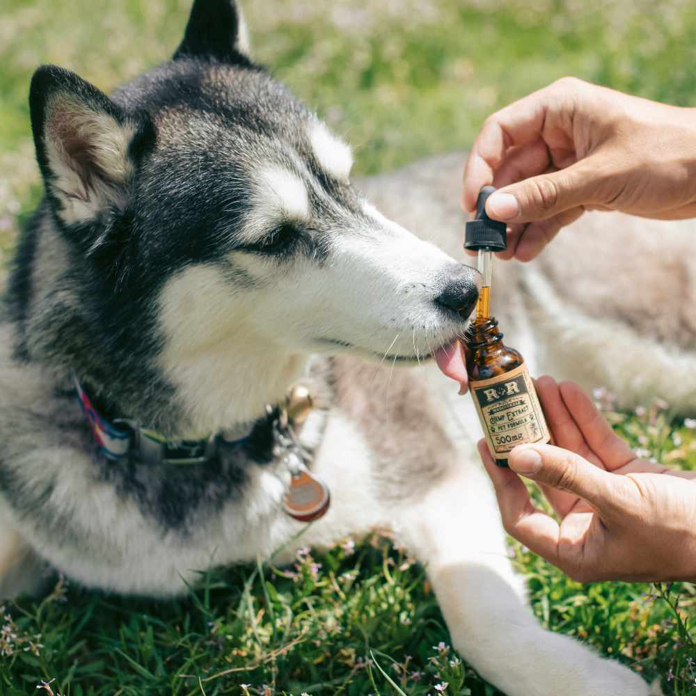 Photo of dog licking pet cbd by R+R Medicinals on Unsplash