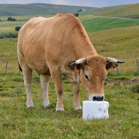 Cow in field licking salt lick