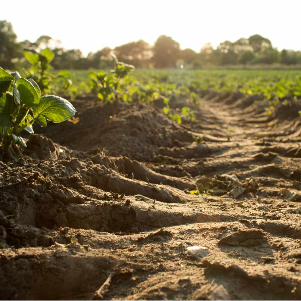 Photo of field with tractor tire track by Dylan de Jonge on Unsplash