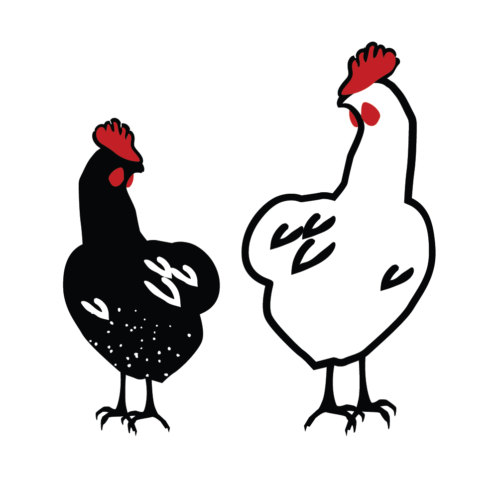 Poultry Illustration