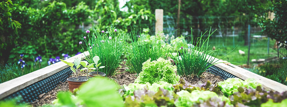 Photo of raised bed garden by Marcus Spiske on Unsplash