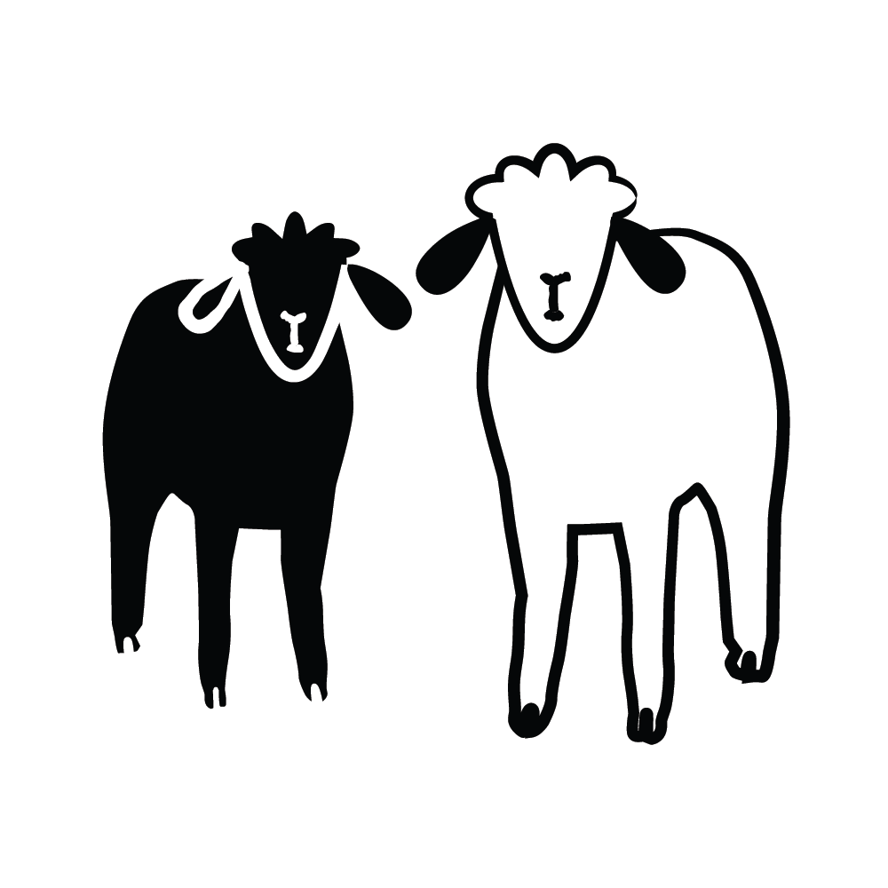 Sheep Illustration